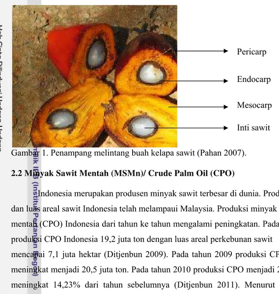 Gambar 1. Penampang melintang buah kelapa sawit (Pahan 2007). 