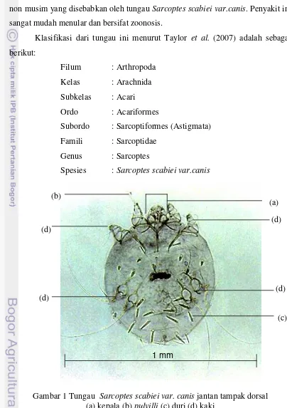 Gambar 1 Tungau  Sarcoptes scabiei var. canis jantan tampak dorsal  (a) kepala (b) pulvilli (c) duri (d) kaki (Sumber : Cornell 2010 ) 