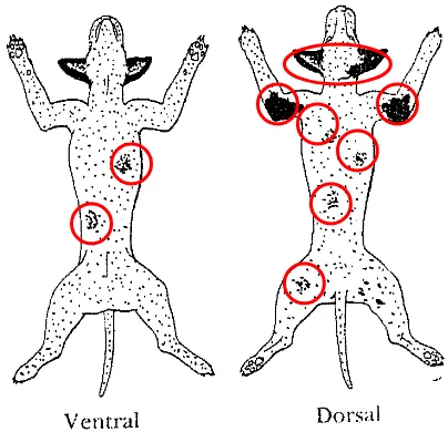 Gambar 6  Pola penyebaran lesio awal skabies pada anjing 
