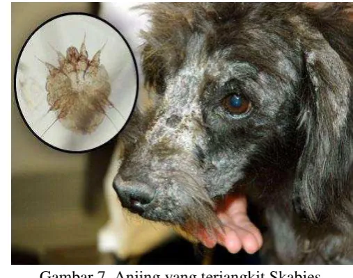 Gambar 7  Anjing yang terjangkit Skabies. 