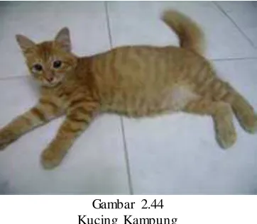 Gambar 2.44 Kucing Kampung 