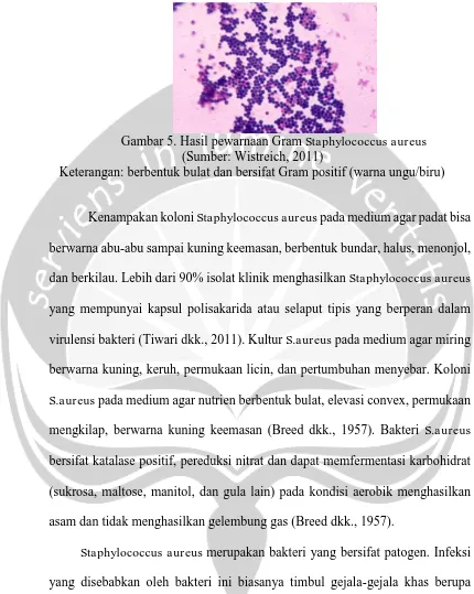 Gambar 5. Hasil pewarnaan Gram Staphylococcus aureus  (Sumber: Wistreich, 2011) Keterangan: berbentuk bulat dan bersifat Gram positif (warna ungu/biru)  