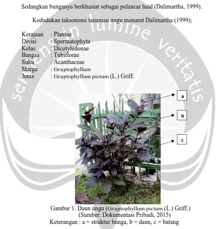 Gambar 1. Daun ungu (  Graptophyllum pictum (L.) Griff.)  (Sumber: Dokumentasi Pribadi, 2015)  