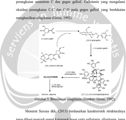 Gambar 3. Biosintesis ellagitanin (Sumber: Gross, 1992).   