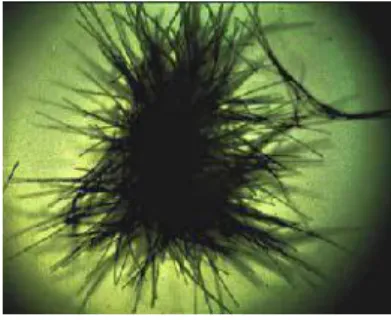 Gambar 2.3. Neuston (trichodesmium thiebauti) 