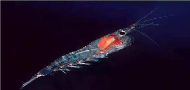 Gambar 2.5. Eufausid (Thysanopoda) 