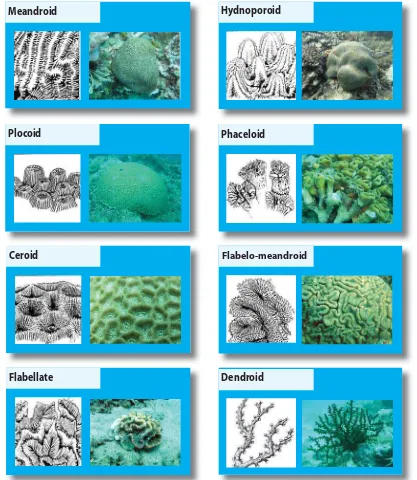 Gambar 2. Bentuk-bentuk koralit pada koloni karang