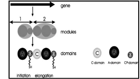 Gambar 1 Struktur gen NRPS (Finking dan Marahiel 2004) 