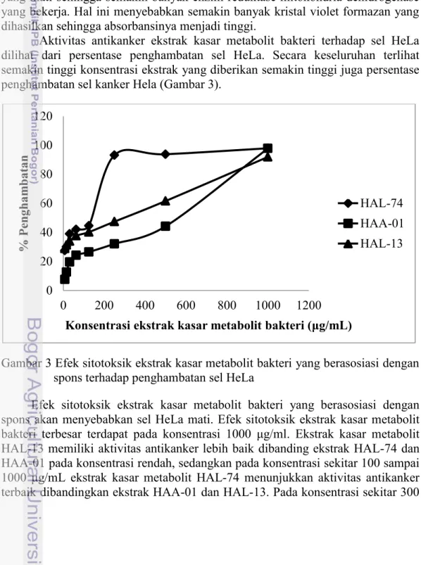 Gambar 3 Efek sitotoksik ekstrak kasar metabolit bakteri yang berasosiasi dengan  spons terhadap penghambatan sel HeLa 