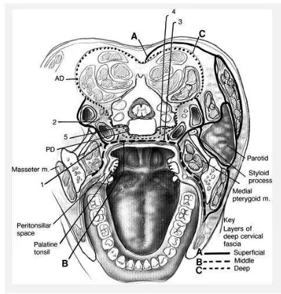 Gambar 1: Potongan sagital kepala & leher3 