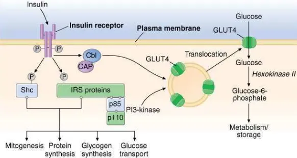 Gambar 6. Mekanisme Kerja Insulin (Kumar, 2007) 