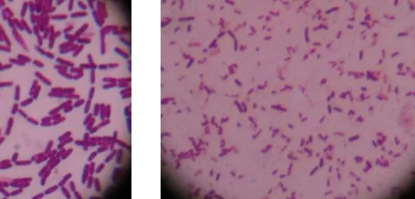 Gambar 1. Clear Zone Bacillus laterosporus pada Medium CMC 