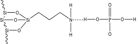 Figure 7. Surface complex formed between amine functional groups of AMS sites and phosphate ions