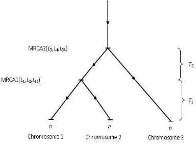 Figure 1. Chromosome conﬁgurations