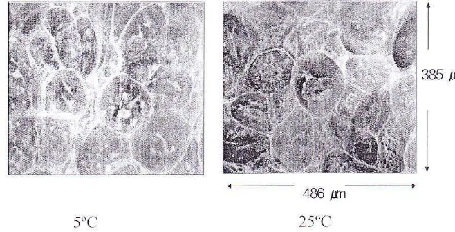 Figure 2: 2-D images or cell membrane ror cucumber rruits stored at 5"C and 2y'e at day I