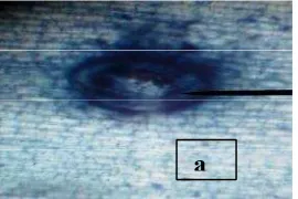 Gambar 1. Akar bibit Pisang Jantan yang terinfeksi oleh inokulan FMA (perbesaran 10 x10 mikroskop cahaya)