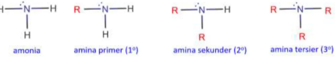 Gambar 1. Perbedaan struktur ammonia, amina primer, sekunder, dan tersier  Amina boleh dikatakan sebagai turunan dari amonia (NH 3 ), karena senyawa amina  mempunyai struktur seperti amonia, dimana salah satu atau lebih atom hidrogen pada  amonia  diganti 