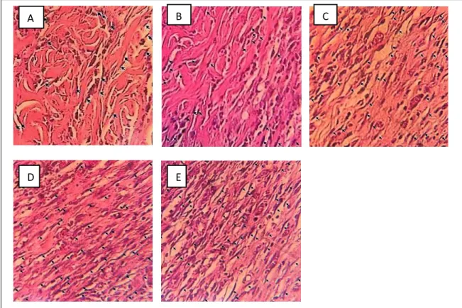 Figure  1.  Histological  picture  on  day  7  at  400x  magnification  under  a  light  microscope  (  Olympus)  arrows  indicate  fibroblast  :  A)  Negative  Control  Group;  (B)  KLEE  oint  3.25%;  (C)  KLEE oint 6.5%; (D) KLEE oint 13%, E) Positive C