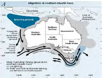 Gambar 1.  Peta Wilayah  Spawing Ground dan Migrasi Tuna Sirip Biru  (Anthony Cox, Matthew Stubbs and Luke Davies, 1999) 