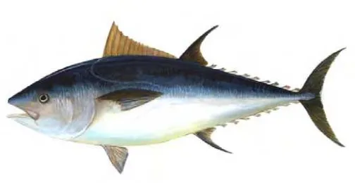 Gambar 5.  Southern Bluefin Tuna/Thunnus thynnus (FAO, 2006) 