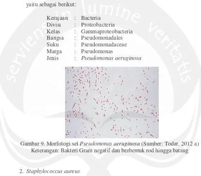 Gambar 9. Morfologi sel  Pseudomonas aeruginosa (Sumber: Todar, 2012 a) 