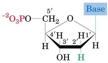 Gambar 3. Basa Nitrogen: Purin dan Pirimidin 