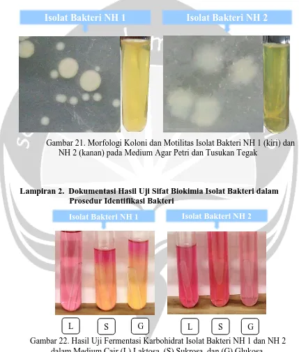 Gambar 21. Morfologi Koloni dan Motilitas Isolat Bakteri NH 1 (kiri) dan NH 2 (kanan) pada Medium Agar Petri dan Tusukan Tegak 