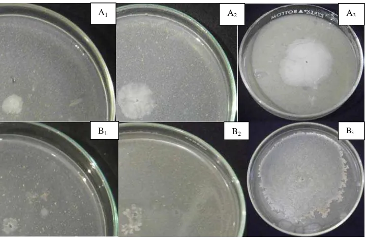 Gambar 2. (A) Koloni Bacillus cereus DA 5.2.3 pada suhu 300 C dan waktu inkubasi 2 hari pada media pakan udang: (A1) 1%, (A2) 2%, (A3) 3% dan (B) Koloni Pseudomonas aeruginosa: (B1) 1%, (B2) 2%, (B3) 3% 