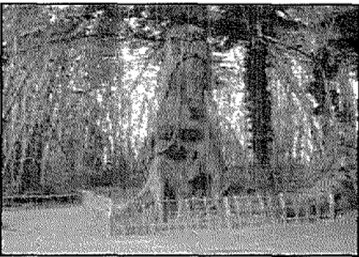 Gambar  12.  Obyek  Wisata  Passilikan  (kuburan  bayi)  yang  belum  tumbuh  gigi  apabila meninggal dunia akan dikuburkan ke  dalam  sebatang  pohon  di Kambira  Kabupaten Tana Toraja