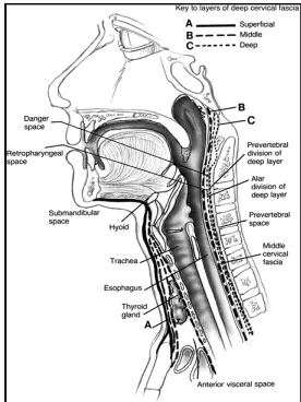 Gambar 1. Potongan Sagital Leher 2 
