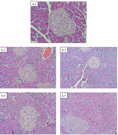 Gambar 4. Jaringan Pankreas dengan Pewarnaan HE (200x). A.1 Jaringan pankreas tikus yang diberi daging (kontrol)