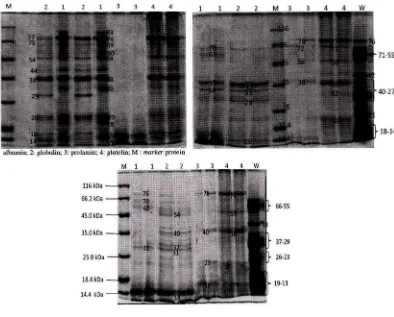 Gambar 2. Profil elektroforesis fraksi protein curd dan tepung kedelai. 