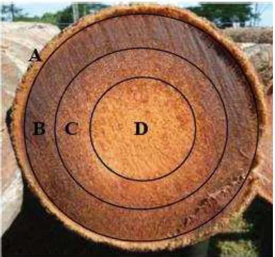 Gambar 2 Penyebaran kerapatan serat pada pohon kelapa 