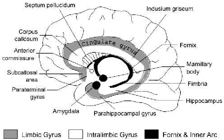 Gambar 4. Sistem limbik. (Waxman, 2007)