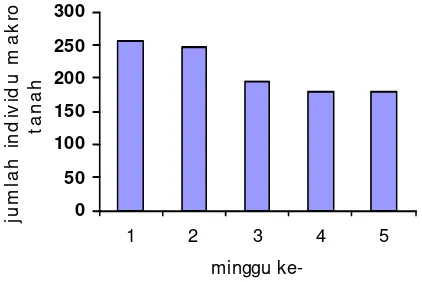Gambar 1. Grafik jumlah total individu makrofauna tanah pada tiap pengamatan (minggu ke 1, 2, 3, 4, dan 5)