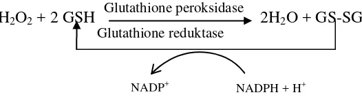 Gambar 2.2 Reaksi peran protektif glutathione (GSH) (Hanson, 2005) 