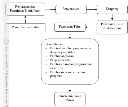 Gambar 5. Proses Produksi Pembenihan Ikan Patin di Darmaga Fish Culture 