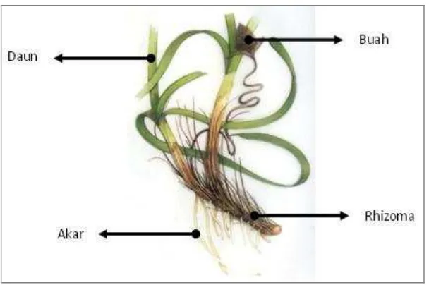 Gambar 1. Bagian-bagian lamun secara morfologi (Waycott et al, 2004) 