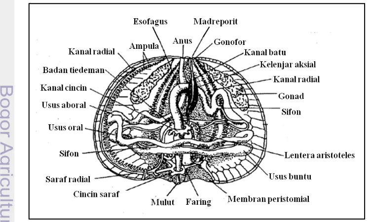 Gambar 3. Struktur internal bulu babi dewasa (Rupper dan Barnes, 1990). 