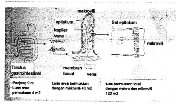 Gambar 15. Anatomi absorpsi di intestinal (usus) (Ritschel, 1992) 