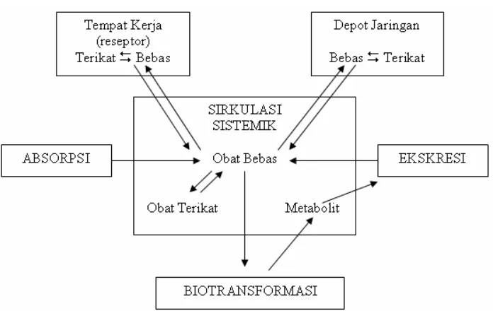 Gambar 1.1. Berbagai proses farmakokinetika obat 