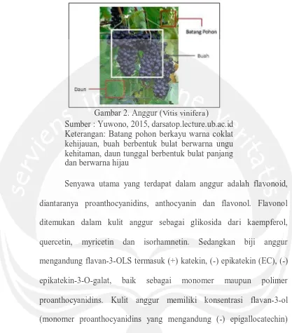 Gambar 2. Anggur (Vitis vinifera) Sumber : Yuwono, 2015, darsatop.lecture.ub.ac.id 