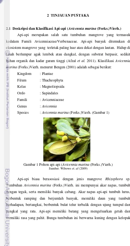 Gambar 1 Pohon api-api (Avicennia marina (Forks.)Vierh.)