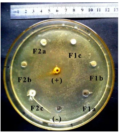 Gambar 7.   Uji Aktivitas Gel Minyak Atsiri Daun Jeruk Purut terhadap Bakteri P. Acne  