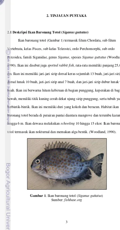 Gambar 1. Ikan baronang totol (Siganus guttatus) 