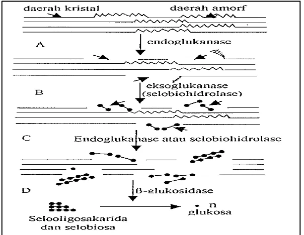 Gambar 3. Skema hidrolisis enzimatik selulosa oleh kompleks selulase (Enari 1983) 