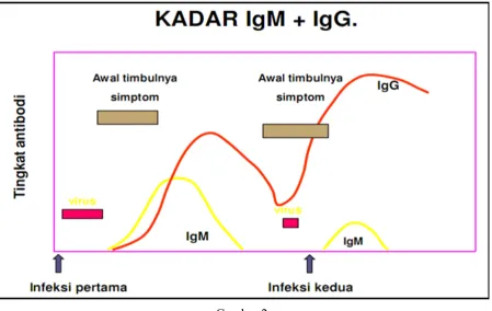 Gambar 2. Respon Primer dan Sekunder Infeksi Virus Dengue (7) 