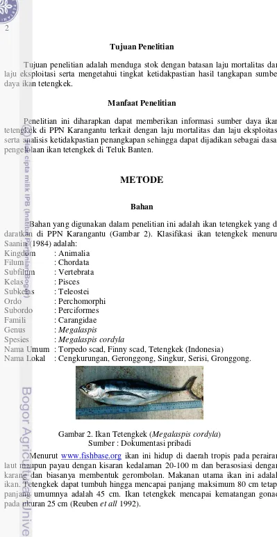 Gambar 2. Ikan Tetengkek (Megalaspis cordyla) 