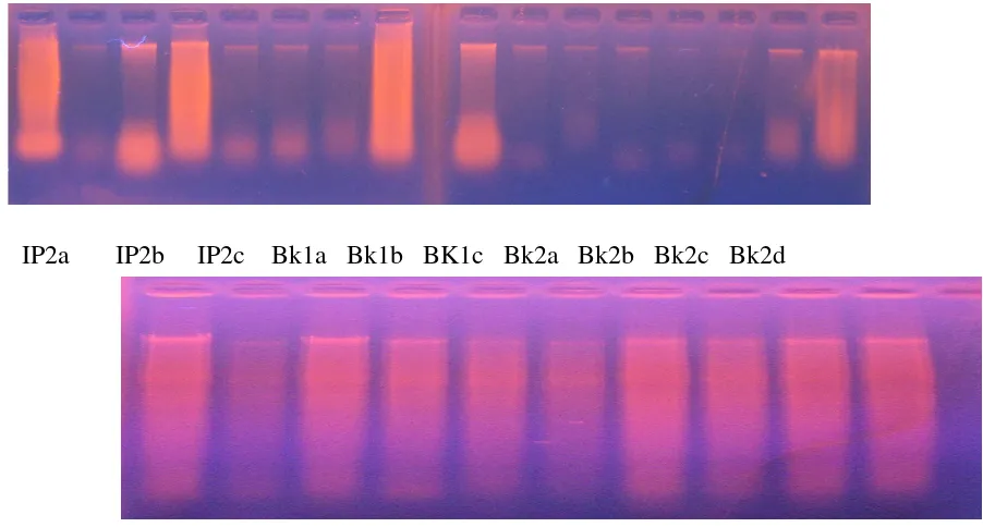 Gambar 5. Hasil Isolasi DNA