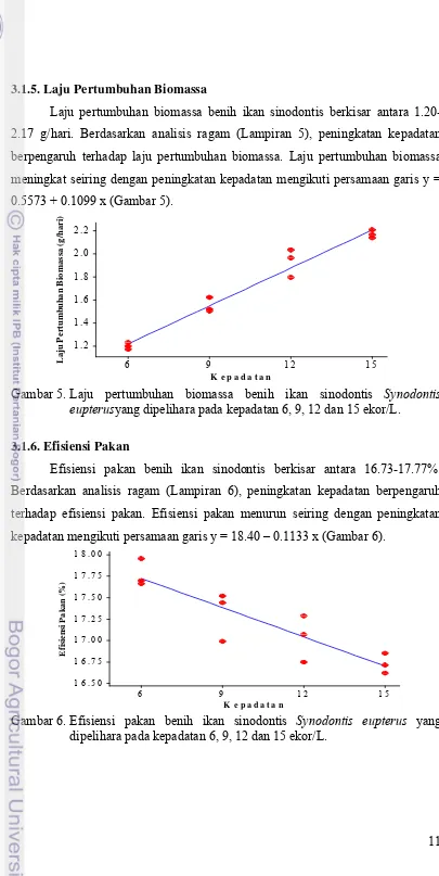 Gambar 5. Laju pertumbuhan biomassa benih ikan sinodontis  Synodontis 